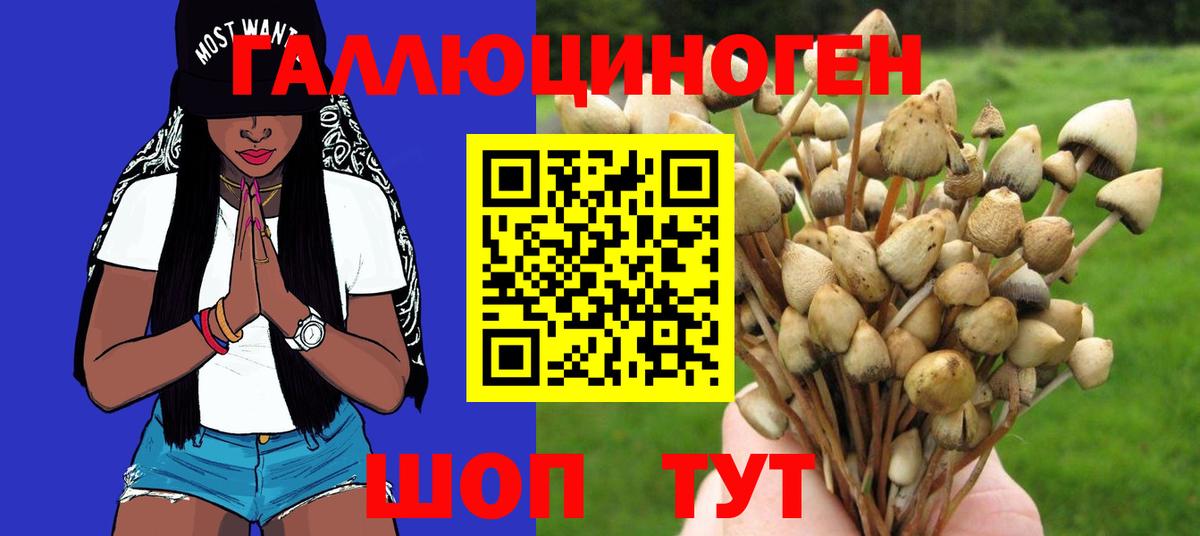 Сертолово  Псилоцибиновые грибы GOLDEN TEACHER  Вход с VPN 